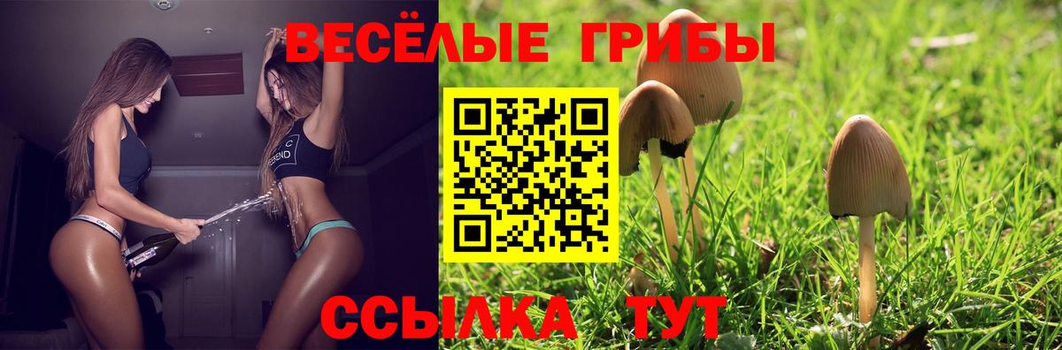 Сланцы  Галлюциногенные грибы GOLDEN TEACHER  купить   Вход с VPN 